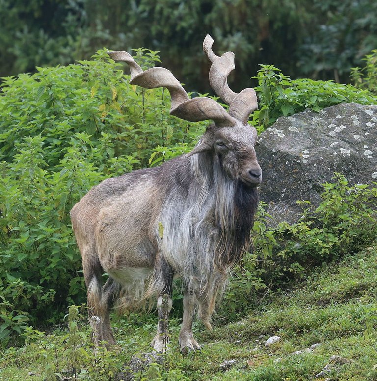 Markhor_Schraubenziege_Cap.jpg