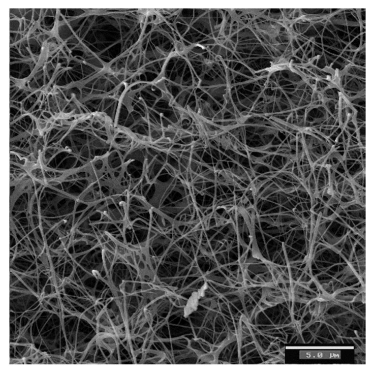 SEM-micrograph-of-a-bacterial-cellulose-sample-showing-a-coherent-3-D-network-formed-by.png