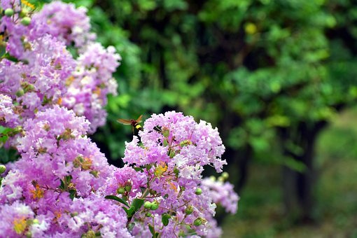 white-flowers-2825310__340.jpg