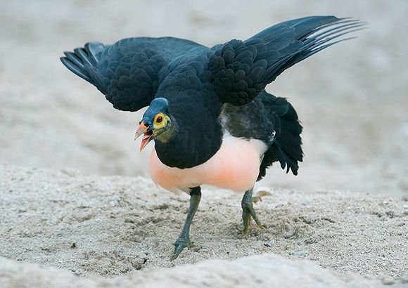 Burung Gosong kelompok-burung-maleo123.jpg