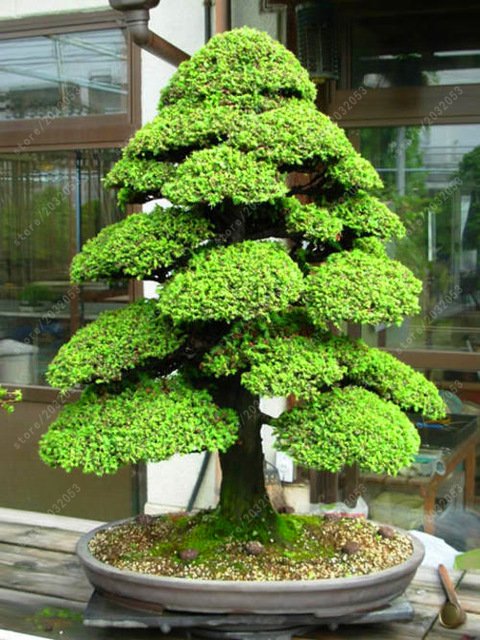 100-Sztuk-worek-wi-te-Japo-ski-Cedr-nasiona-nasiona-bonsai-drzewo-ozdobne-everygreen-Drzewiastych-ro.jpg_640x640.jpg