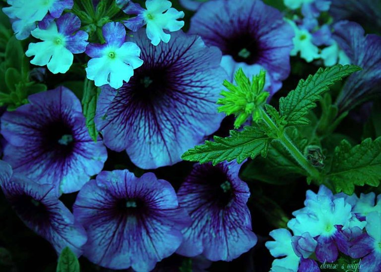 blue petunias.jpg