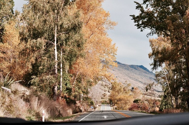 41.Driving down the roads of South Island, New Zealand.jpg