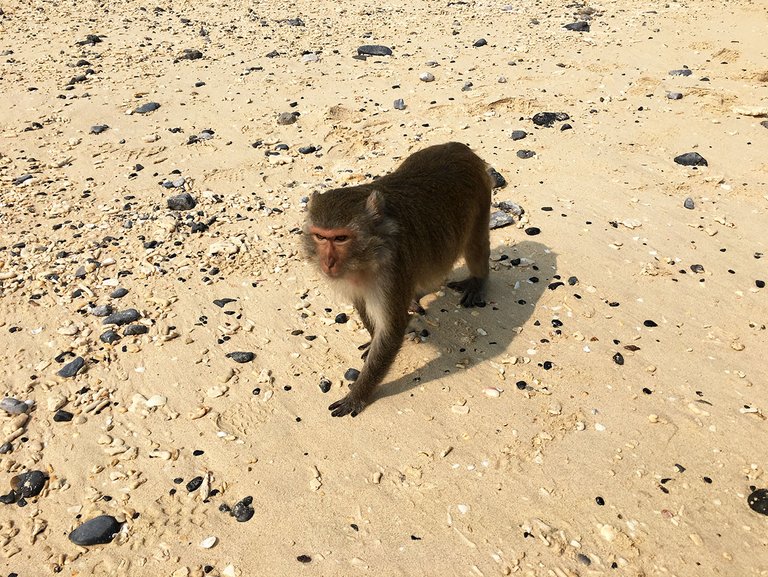 Monkey on the Beach