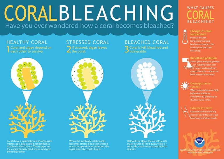 coral bleaching.jpg