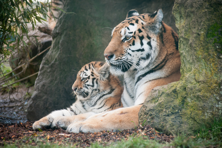 amur-tiger-foto-yvonne-smith.jpeg.png