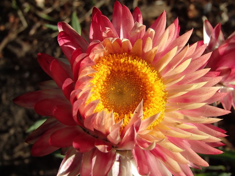 macro paper daisy.jpg