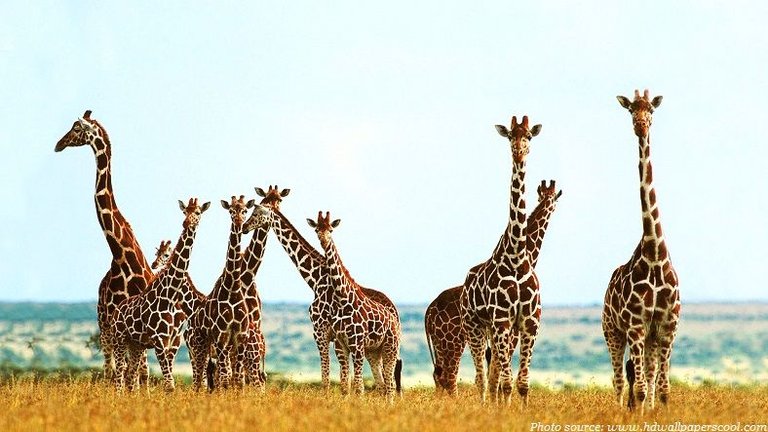 giraffes.jpg