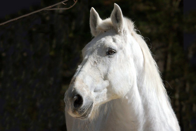 white_horse_wallpaper_38-768x514.jpg