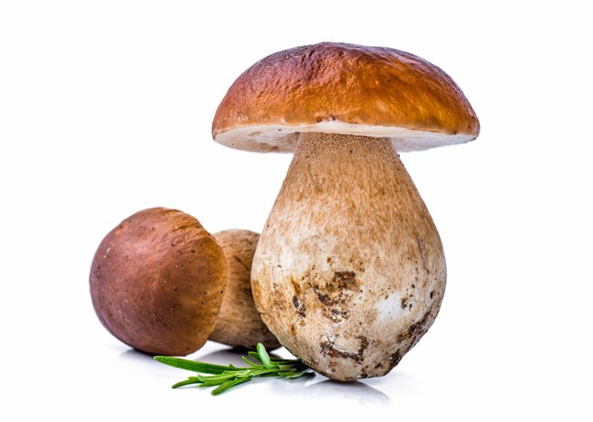 Fresh-Porcini-Mushroom.jpg