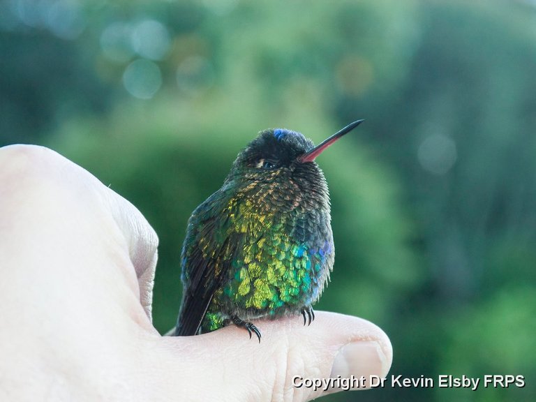 Hummingbird, Fiery-throated, Mirador Quetzales, Costa Rica, January 2007.jpg