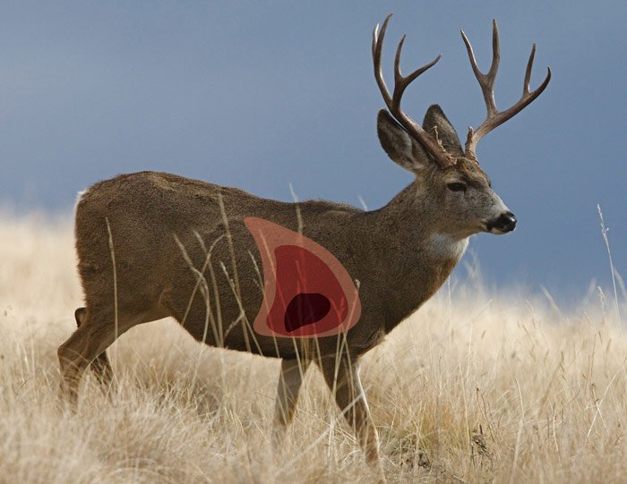 MuleDeer.jpg