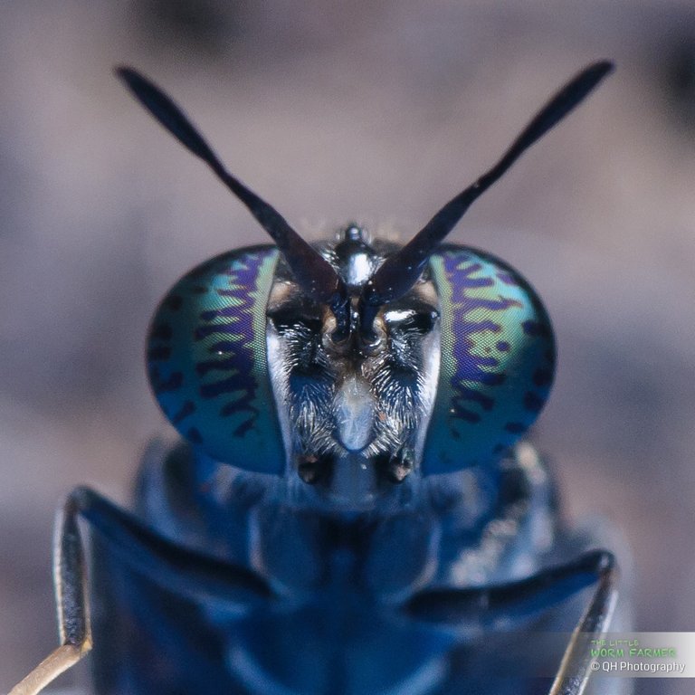 Macrophotography of Hermetia Illucens black Soldier Fly