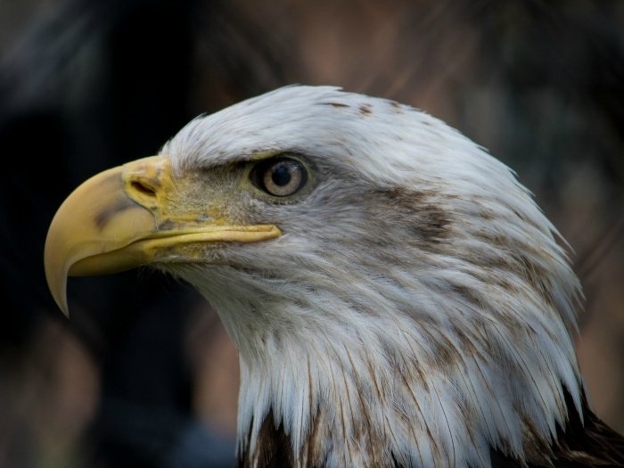 aguila-suenos-euroresidentes.jpg