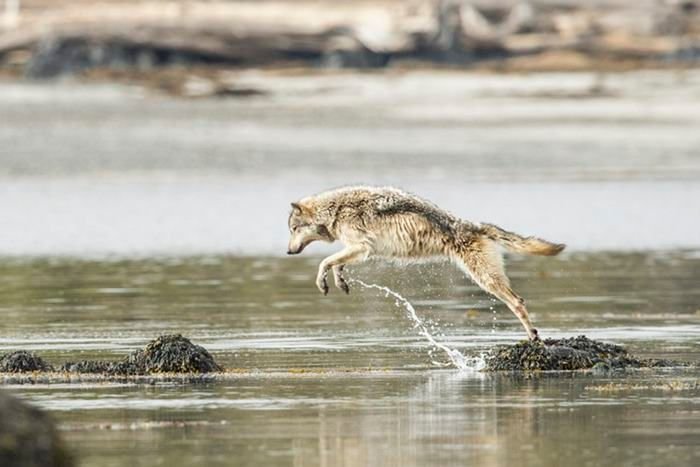 swimming-sea-wolves-pacific-coast-canada-ian-mcallister-11.jpg