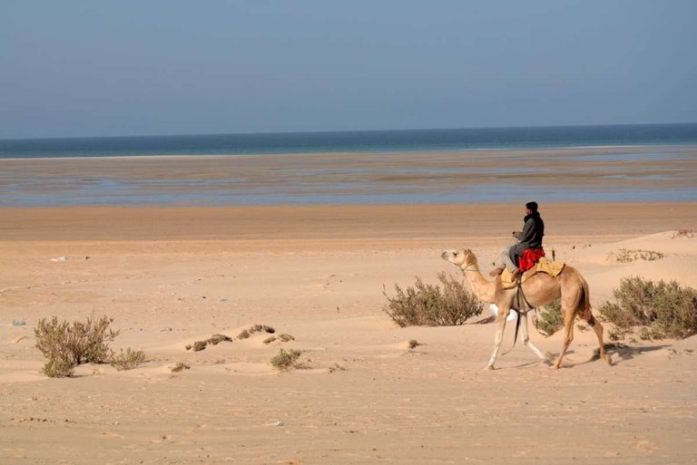 dakhla_camel_rider.jpg