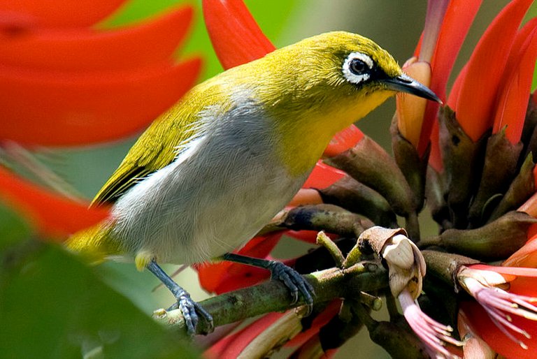 800px-Oriental_White-eye_by_N.A._Nazeer.jpg