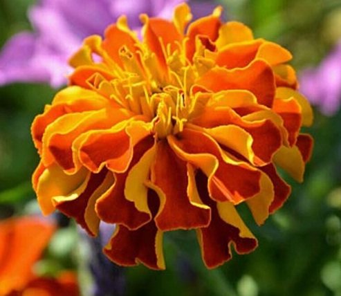 khasiat-manfaat-bunga-marigold.jpg