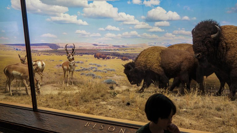 America Museum of Natural History_41.jpg