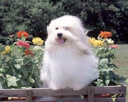 coton_de_tulear4.jpg