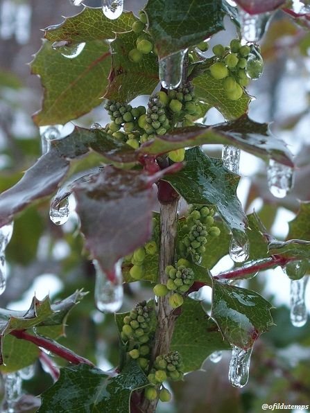 Mahonia gouttes.jpg