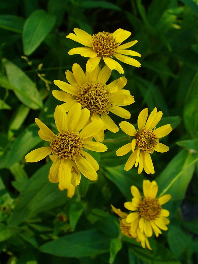 800px-Arnica_chamissonis_02.JPG