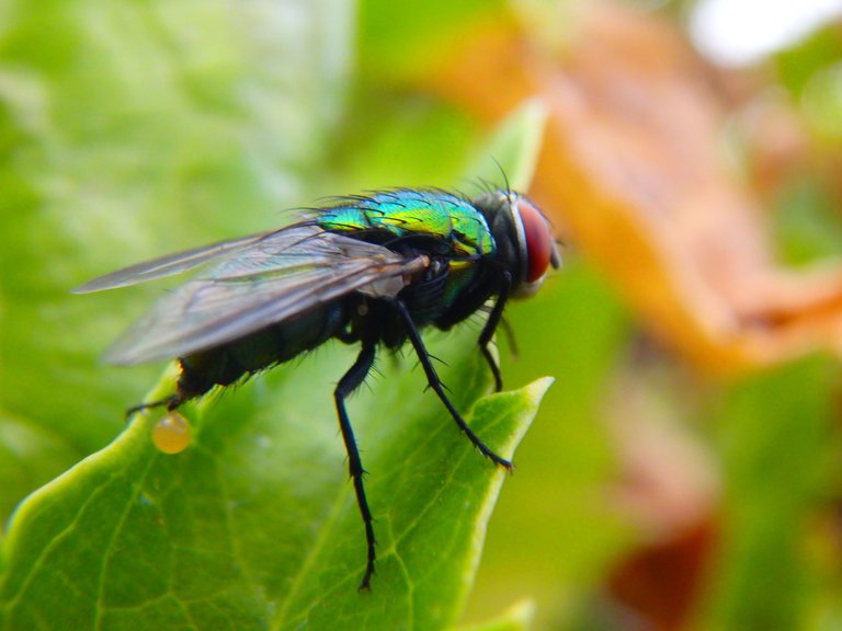 Urinating Fly.JPG