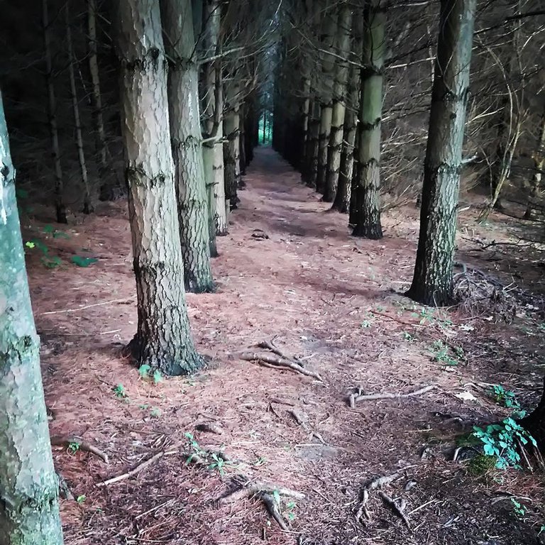 creppy forest.jpg