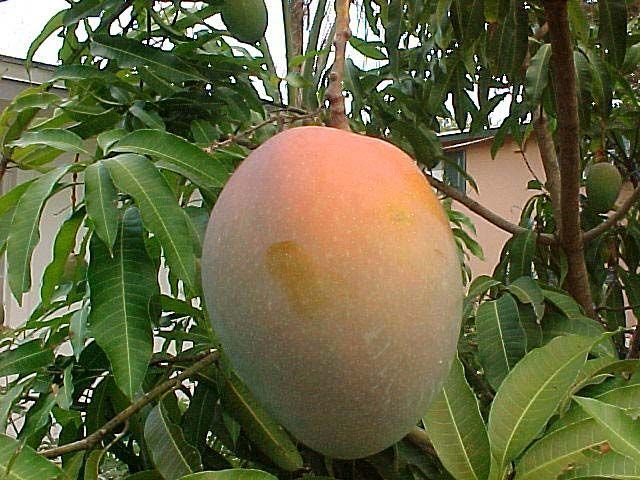 mango05.jpg