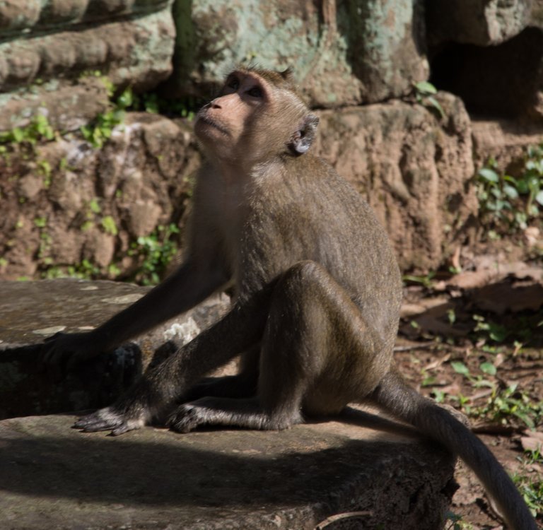 angkor126.jpg