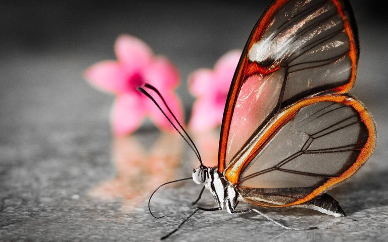 wonderwordz_butterfly_12.jpg