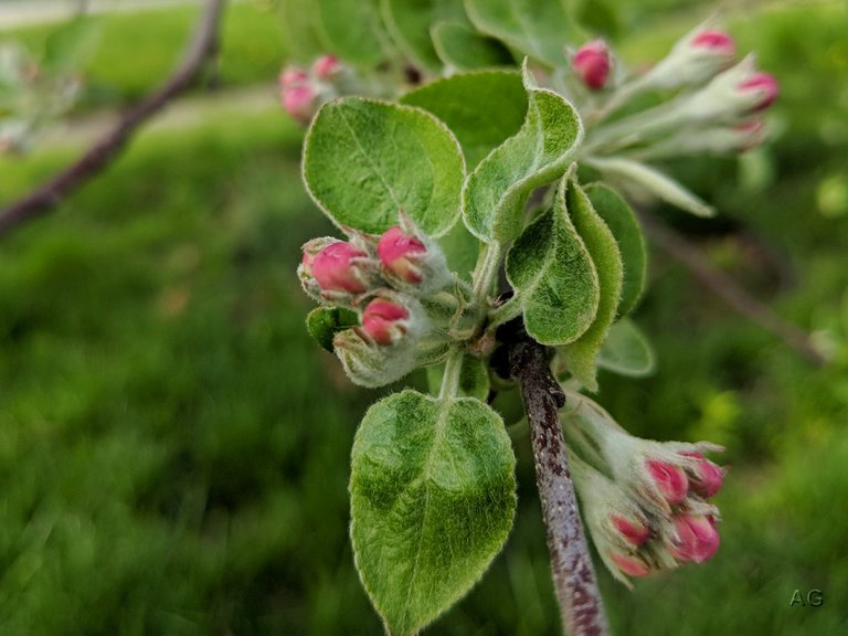 ClosedAppleBlossoms_May09-18.jpg