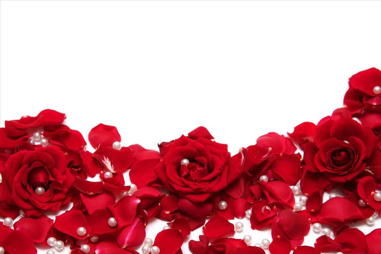 Rose-With-White-Background-Wallpaper-Allneed-Red-Widescreen-Of-Laptop-High-Resolution-Hd-Backgrounds-Abyss.jpg