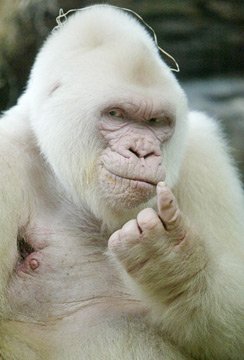 albino-animal-photos.jpg