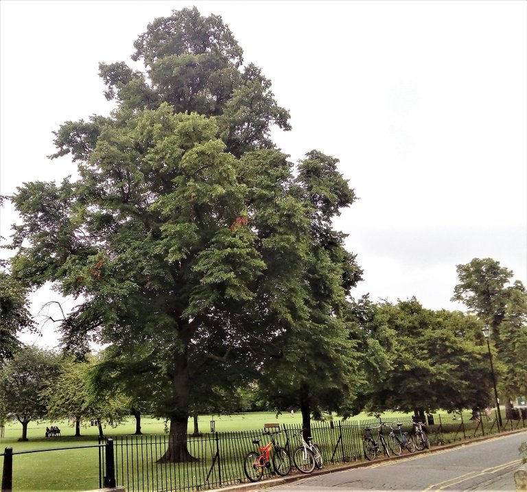 Tree in Cambridge red bike.jpg