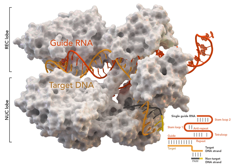 Cas9_5AXW.png