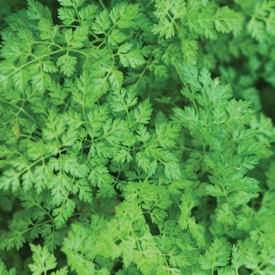 herbs chervil johnny's.jpg