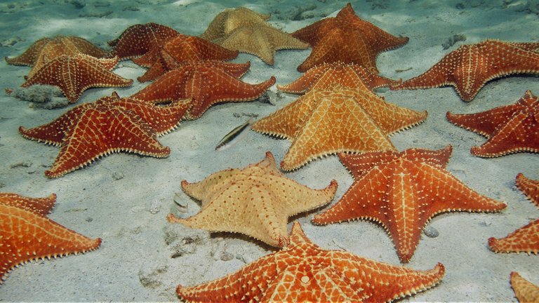 red cushion sea stars 1920x1080.jpg