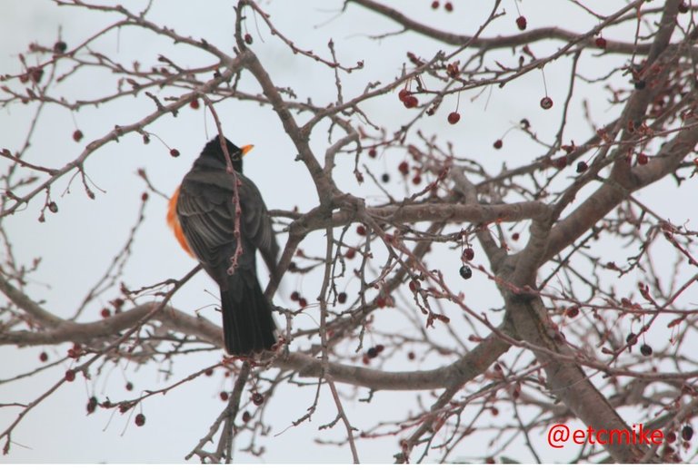 April-snowstorm-American-Robin-April15-04.JPG