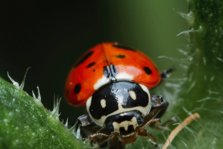 covergent lady beetle  (Hippodamia convergens).jpg