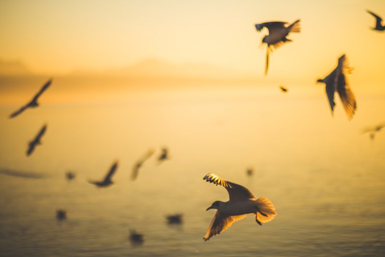 beach-birds-blurred-129844.jpg