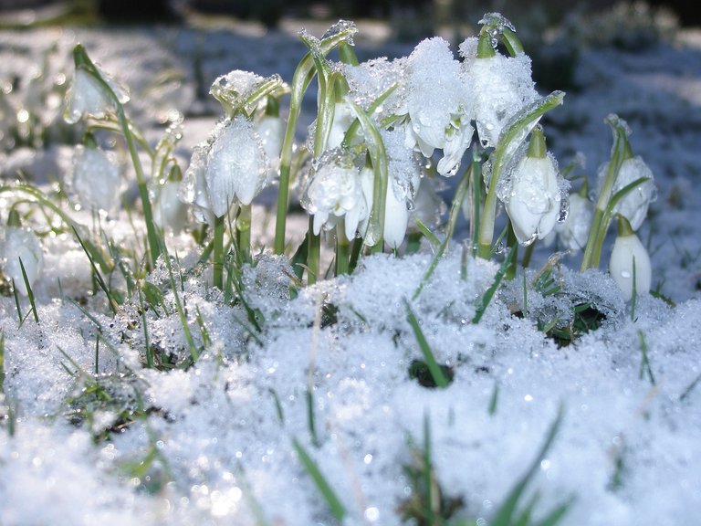 snowdrops-793435_1280.jpg