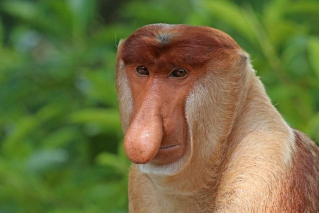 Proboscis_monkey_(Nasalis_larvatus)_male_head.jpg