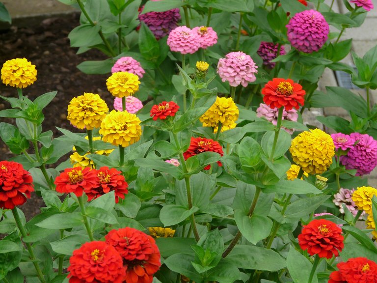 zinnia-59911_1920.jpg