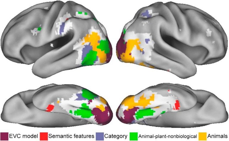 brain centers