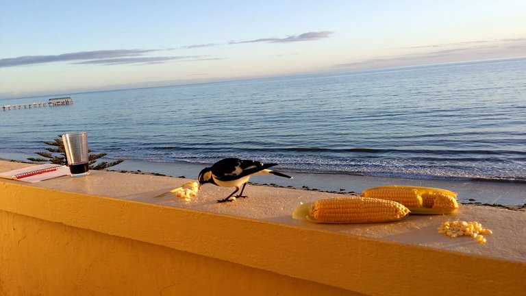 6-corn-seafront.jpg