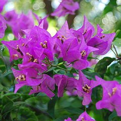 240px-BougainvilleaSpectabilis.JPG