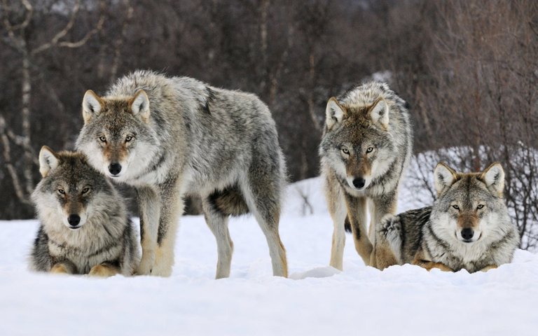 gray_wolves_norway-wide.jpg