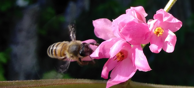 coral vine bee 5.png