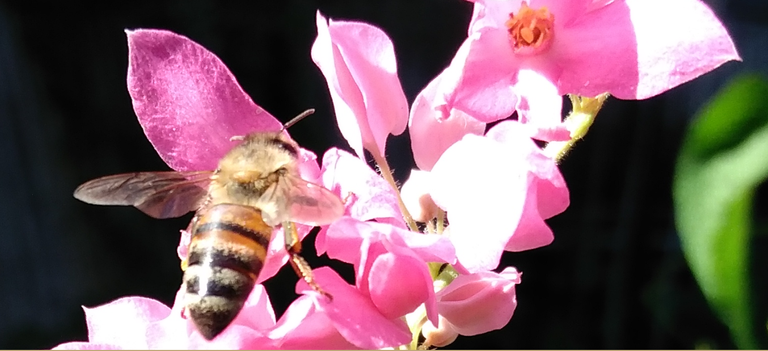 coral vine bee 3.png